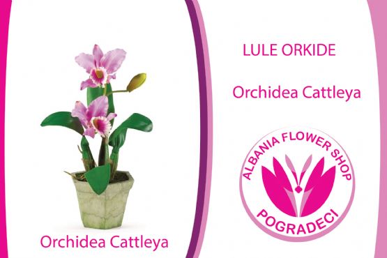 Lule Orchidea Cattleya orchids nga Kosta Rika nga Albania Flower Shop POGRADECI